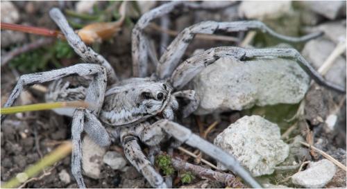 Lycosa tarantula